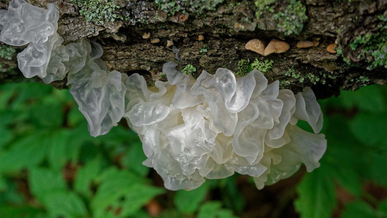 Tremella fuciformis en la Cosmética: El Poder Hidratante y regenerante de la Belleza Natural