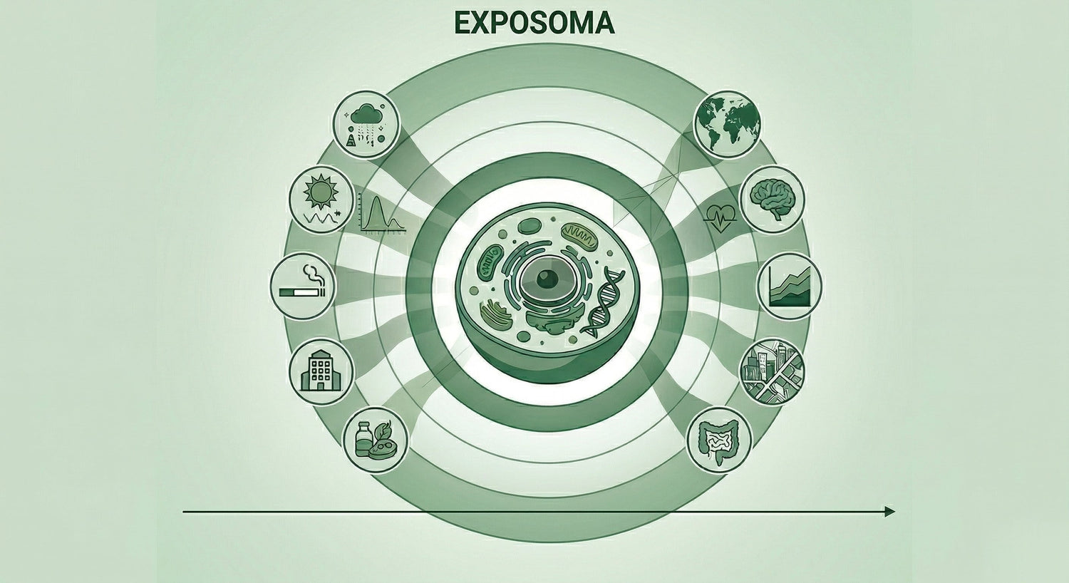 Exposoma