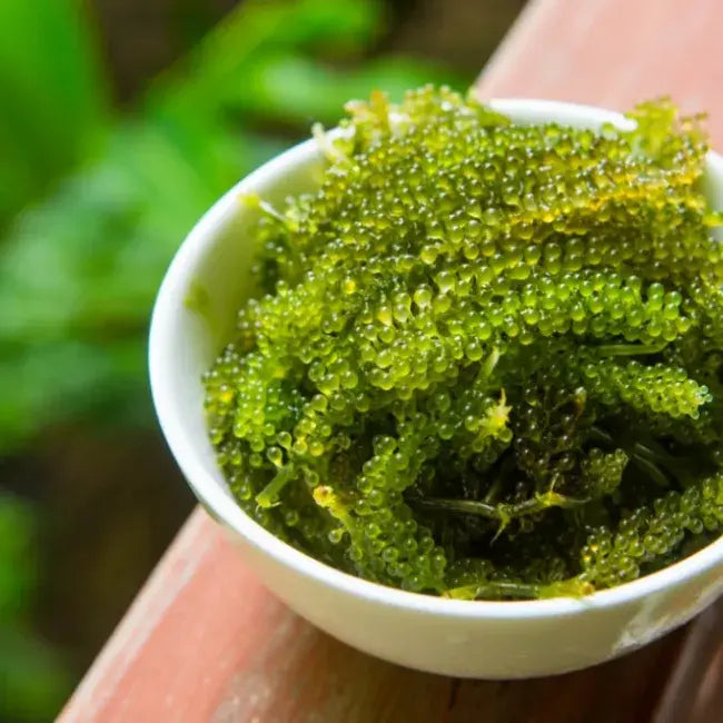 Green Caviar: el poder reparador del océano en la piel